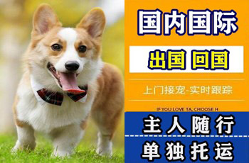 白银市宠物托运公司白银市宠物托运公司白银市宠物托运公司