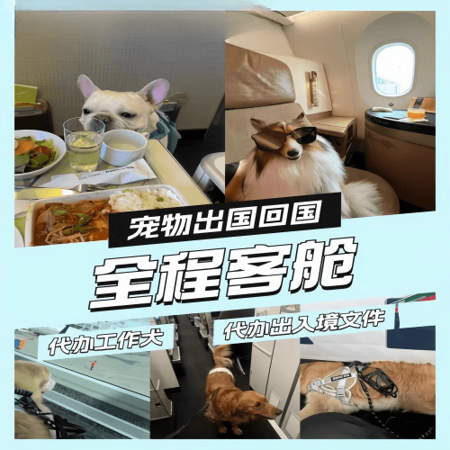 白银市宠物托运到白俄罗斯宠物入境规定和要求